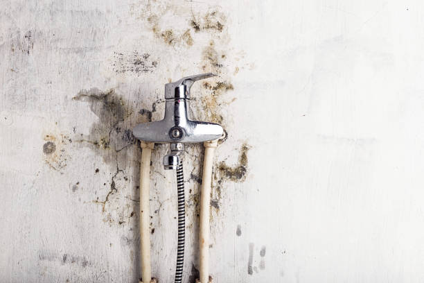Best Local Mold Removal Service  in Laurel, MD