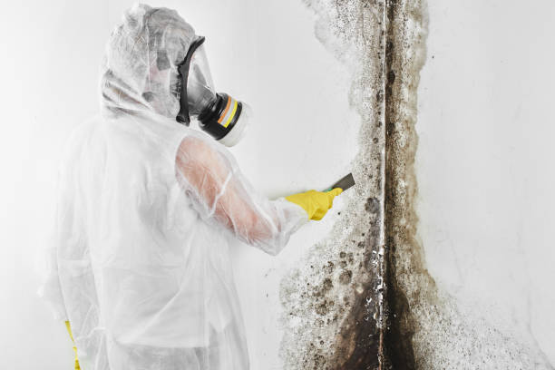 Best Toxic Mold Removal  in Laurel, MD