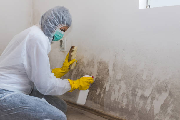 Best Professional Mold Removal  in Laurel, MD