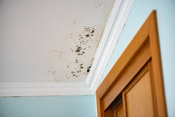 Best Residential Mold Removal  in Laurel, MD