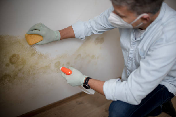 Best Mold Damage Repair  in Laurel, MD