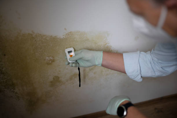 Best Black Mold Removal  in Laurel, MD