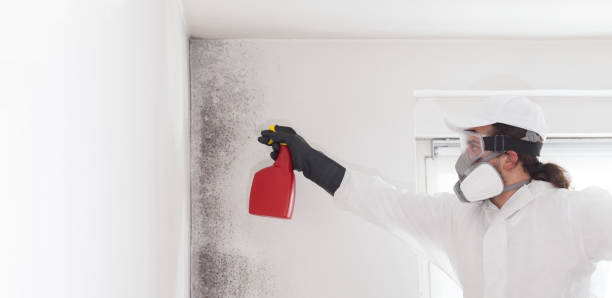 Mold Removal Process in Laurel, MD