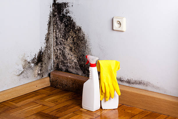 Best Mold Remediation  in Laurel, MD