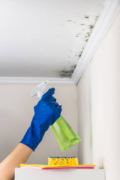 Best Mold Remediation  in Laurel, MD